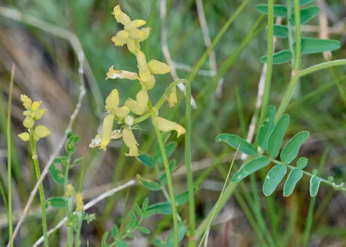 Hillside Milkvetch (var. collinus) — photo by Trevor Reeves
