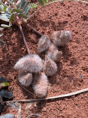 Hairy-pod Milkvetch — photo by Julia Hobbie