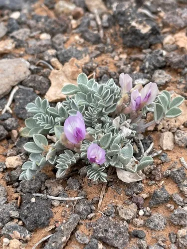 Bicknell's Milkvetch — photo by Zachary Nielsen