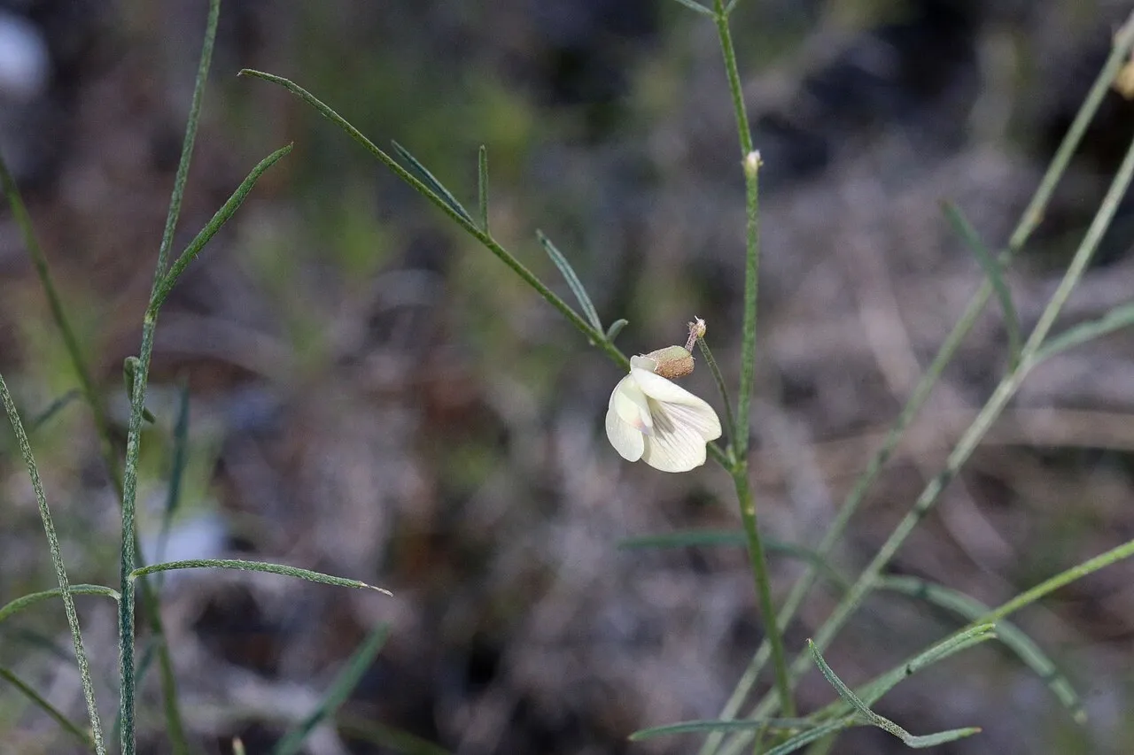 Lesser Rushy Milkvetch (var. convallarius) — photo by Andrey Zharkikh from Salt Lake City, USA