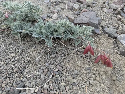 Cotton's Milkvetch — photo by bclatt1