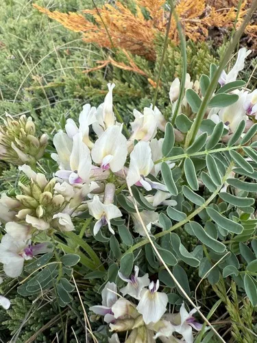 Groundplum Milkvetch — photo by Ednna Stobschinski