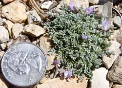 Sentry Milkvetch (var. hevronii) — photo by NPS