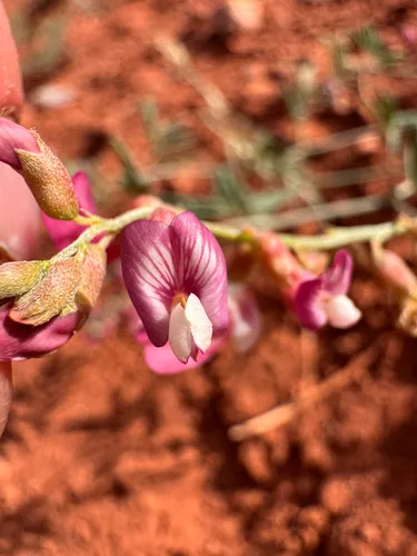 Cronquist's Milkvetch — photo by Kenzie Anderson-Bell