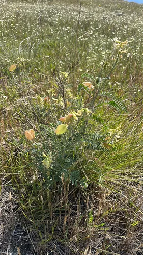 Morro Milkvetch