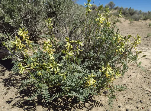 Curvepod Milkvetch — photo by Adam Schneider