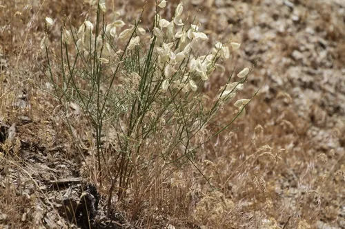 Packard's Milkvetch (var. packardiae) — photo by jbpeck