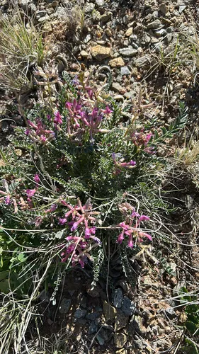 Cyanic Milkvetch — photo by Dave Bazell