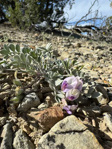 Canoe Milkvetch — photo by Parker James Lloyd