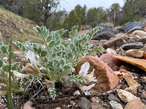 Deseret Milkvetch — photo by Parker James Lloyd