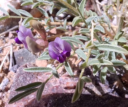 Rimrock Milkvetch — photo by Richard Alward