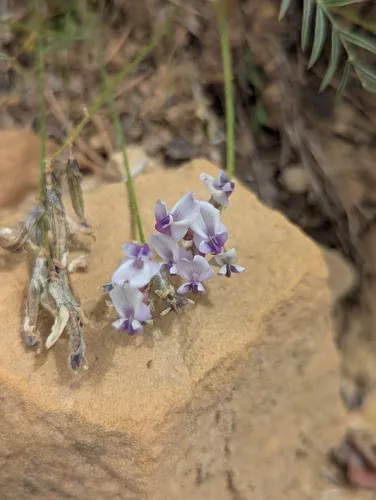 Cliff Palace Milkvetch — photo by T. Gleason