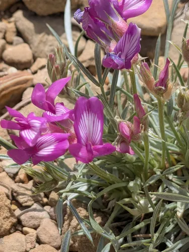 Debris Milkvetch — photo by Stephanie Runs Through