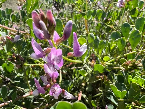 Transparent Milkvetch — photo by ocotillo