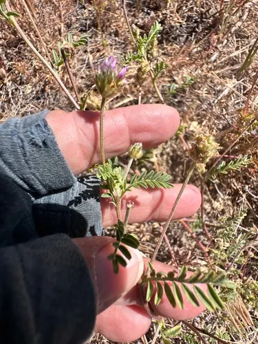 Dwarf White Milkvetch — photo by Leah Gardner
