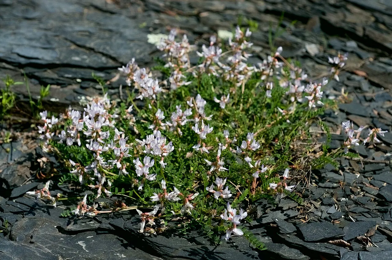 Englemann's Milkvetch (var. engelmannii) — photo by Eric Hunt