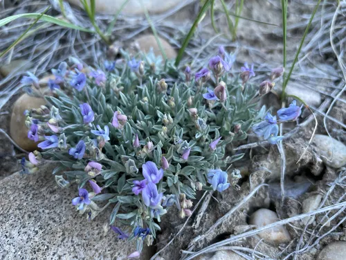 Bastard Draba Milkvetch — photo by birder0288