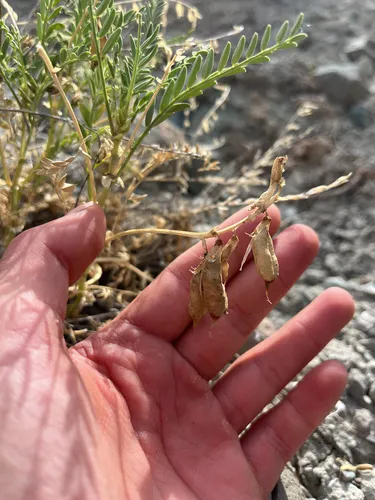 Eastwood's Milkvetch — photo by beccaharris