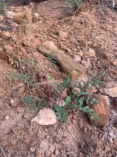 Pagumpa Milkvetch (var. gracilior) — photo by Matt Reala