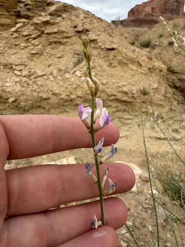 Bishop's Milkvetch (var. lancearius) — photo by Parker James Lloyd