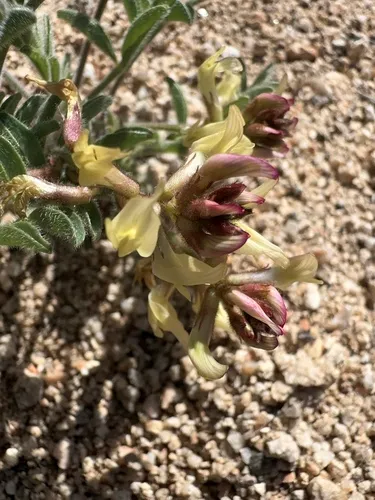 Walker Pass Milkvetch — photo by Bob Steele