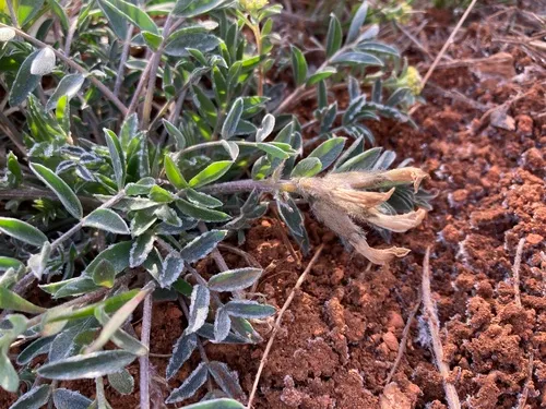Eureka Milkvetch — photo by Otto De Groff