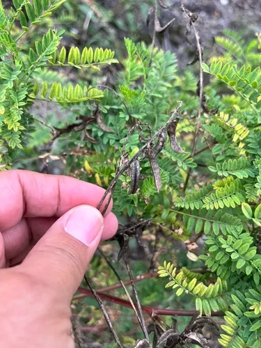 Russian Milkvetch — photo by Саранчин Евгений