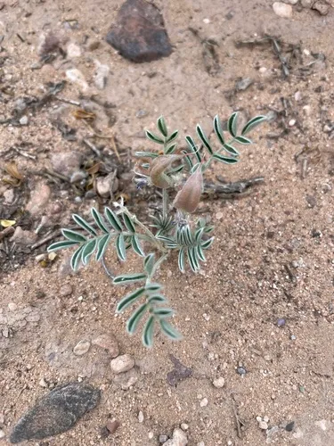 Santa Fe Milkvetch — photo by Emerson Martin