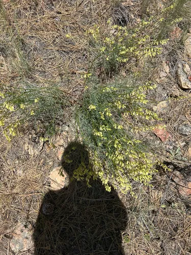 Basalt Milkvetch — photo by Allison Padilla