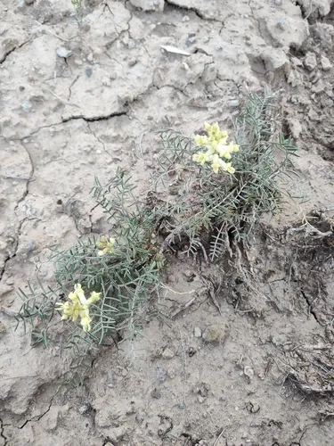 Yellow Milkvetch — photo by Chad Nordahl