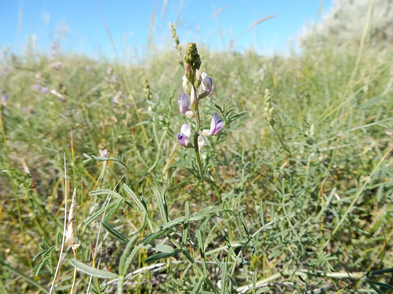 Flexile Milkvetch — photo by Matt Lavin from Bozeman, Montana, USA