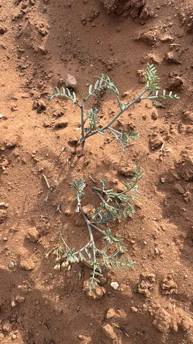 Hopi Milkvetch — photo by CredibleCorvid