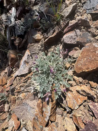 Funeral Mountain Milkvetch — photo by Matt Reala