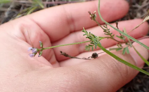 Gambel's Dwarf Milkvetch
