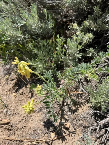 Gibbs' Milkvetch — photo by Halina North