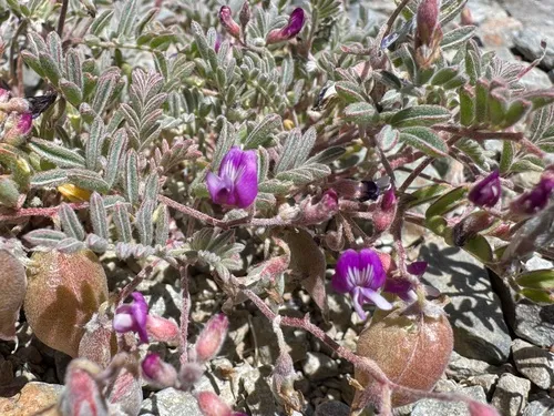 Gilman's Milkvetch — photo by bighornsheepgirl