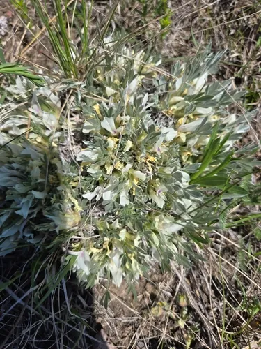 Plains Milkvetch (var. gilviflorus) — photo by cvessey