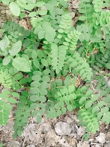 Licorice Milkvetch — photo by V&V Kravchuk