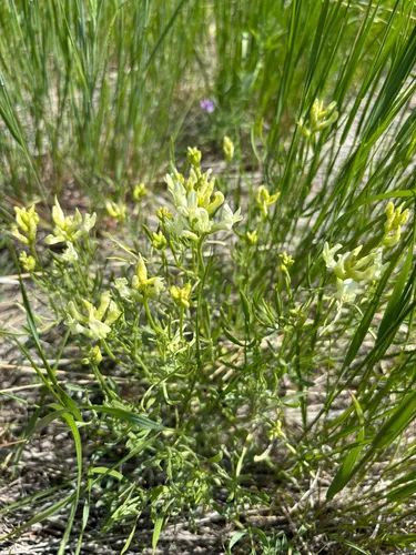 Gray's Milkvetch — photo by Sequoia Janirella Wrens