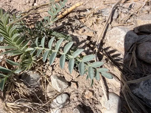 Gypsum Milkvetch — photo by Ria Jarquin-Lewis