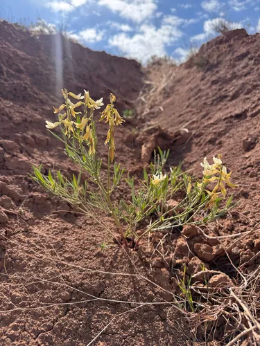 Hamilton's Milkvetch — photo by Kenzie Anderson-Bell