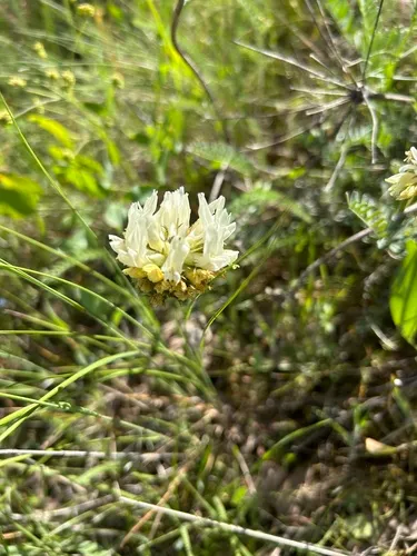 Hood River Milkvetch — photo by taragunkali