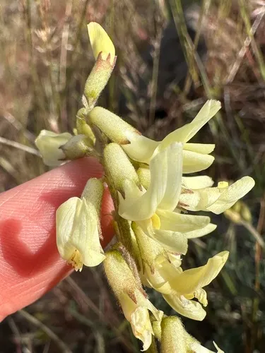 Howell's Milkvetch — photo by jareddodson