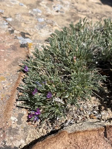 Mancos Milkvetch — photo by Emma Allison