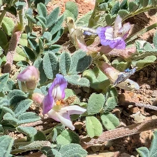 Groundcover Milkvetch — photo by Don Rideout