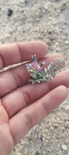 Harwood's Milkvetch (var. harwoodii) — photo by Vani