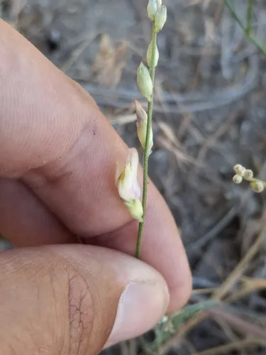Susanville Milkvetch — photo by Shane Hanofee