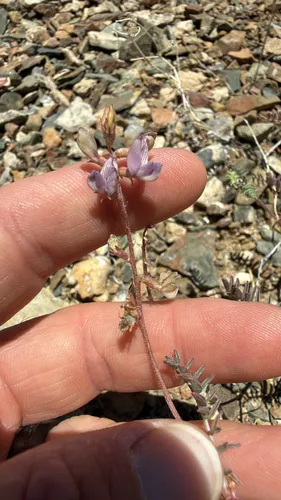 Inyo Milkvetch — photo by pajricha