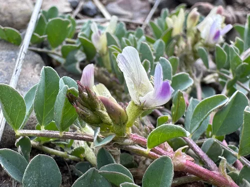 Humboldt River Milkvetch — photo by Liam Getzloff