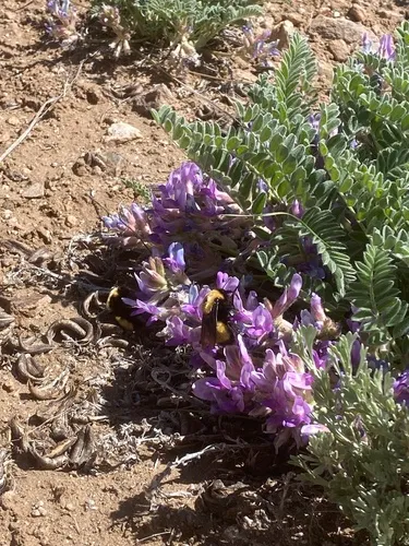 Violet Milkvetch — photo by chertchick